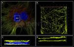 Mouse IgG, (H+L) SRM Secondary Antibody in Immunocytochemistry (ICC/IF)
