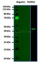 Mouse IgG, (H+L) SRM Secondary Antibody in Western Blot (WB)