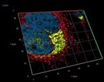Rabbit IgG, (H+L) SRM Secondary Antibody in Immunocytochemistry (ICC/IF)