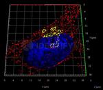 Rabbit IgG, (H+L) SRM Secondary Antibody in Immunocytochemistry (ICC/IF)