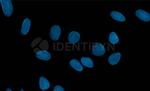 Rabbit IgG, (H+L) SRM Secondary Antibody in Immunocytochemistry (ICC/IF)