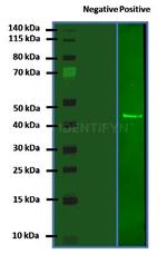 Rabbit IgG, (H+L) SRM Secondary Antibody in Western Blot (WB)