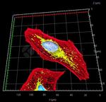 Mouse IgG, (H+L) SRM Secondary Antibody in Immunocytochemistry (ICC/IF)