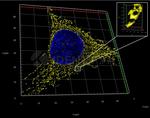 Mouse IgG, (H+L) SRM Secondary Antibody in Immunocytochemistry (ICC/IF)