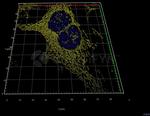 Mouse IgG, (H+L) SRM Secondary Antibody in Immunocytochemistry (ICC/IF)