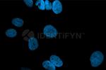 Mouse IgG, (H+L) SRM Secondary Antibody in Immunocytochemistry (ICC/IF)