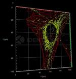 Mouse IgG, (H+L) SRM Secondary Antibody in Immunocytochemistry (ICC/IF)