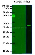 Mouse IgG, (H+L) SRM Secondary Antibody in Western Blot (WB)