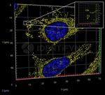 Rabbit IgG, (H+L) SRM Secondary Antibody in Immunocytochemistry (ICC/IF)
