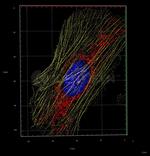 Rabbit IgG, (H+L) SRM Secondary Antibody in Immunocytochemistry (ICC/IF)