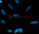 Rabbit IgG, (H+L) SRM Secondary Antibody in Immunocytochemistry (ICC/IF)