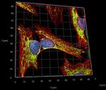 Rabbit IgG, (H+L) SRM Secondary Antibody in Immunocytochemistry (ICC/IF)
