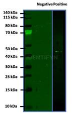 Rabbit IgG, (H+L) SRM Secondary Antibody in Western Blot (WB)