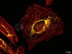 F(ab')2-Rabbit anti-Mouse IgG, (H+L) SRM Identifyn™ Secondary Antibody, Alexa Fluor™ 532