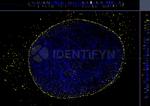 Mouse IgG, (H+L) SRM Secondary Antibody in Immunocytochemistry (ICC/IF)