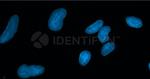 Mouse IgG, (H+L) SRM Secondary Antibody in Immunocytochemistry (ICC/IF)