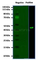Mouse IgG, (H+L) SRM Secondary Antibody in Western Blot (WB)