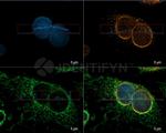 Goat anti-Mouse, IgG (H+L), (Subclasses 1+2a+2b+3), Fcy Fragment Specific SRM Identifyn™ Secondary Antibody, Alexa Fluor™ 555