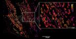 Mouse, IgG (H+L), (Subclasses 1+2a+2b+3), Fcy Fragment Specific SRM Secondary Antibody in Immunocytochemistry (ICC/IF)