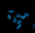 Mouse, IgG (H+L), (Subclasses 1+2a+2b+3), Fcy Fragment Specific SRM Secondary Antibody in Immunocytochemistry (ICC/IF)