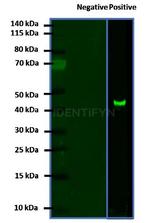 Mouse, IgG (H+L), (Subclasses 1+2a+2b+3), Fcy Fragment Specific SRM Secondary Antibody in Western Blot (WB)