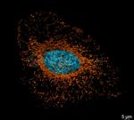 Rabbit IgG, (H+L) SRM Secondary Antibody in Immunocytochemistry (ICC/IF)