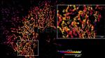 Rabbit IgG, (H+L) SRM Secondary Antibody in Immunocytochemistry (ICC/IF)