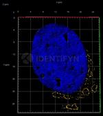 Rabbit IgG, (H+L) SRM Secondary Antibody in Immunocytochemistry (ICC/IF)