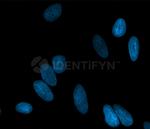 Rabbit IgG, (H+L) SRM Secondary Antibody in Immunocytochemistry (ICC/IF)