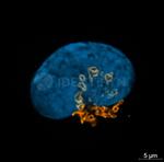 Rabbit IgG, (H+L) SRM Secondary Antibody in Immunocytochemistry (ICC/IF)