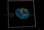 Rabbit IgG, (H+L) SRM Secondary Antibody in Immunocytochemistry (ICC/IF)
