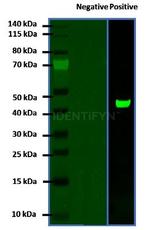 Rabbit IgG, (H+L) SRM Secondary Antibody in Western Blot (WB)