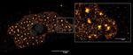Human IgG, (H+L) SRM Secondary Antibody in Immunocytochemistry (ICC/IF)