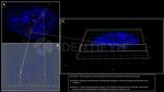 Human IgG, (H+L) SRM Secondary Antibody in Immunocytochemistry (ICC/IF)