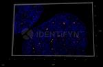 Human IgG, (H+L) SRM Secondary Antibody in Immunocytochemistry (ICC/IF)