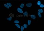 Human IgG, (H+L) SRM Secondary Antibody in Immunocytochemistry (ICC/IF)
