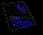 Human IgG, (H+L) SRM Secondary Antibody in Immunocytochemistry (ICC/IF)