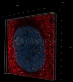 Human IgG, (H+L) SRM Secondary Antibody in Immunocytochemistry (ICC/IF)