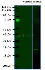 Human IgG, (H+L) SRM Secondary Antibody in Western Blot (WB)