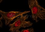 Mouse, IgG (H+L) SRM Secondary Antibody in Immunocytochemistry (ICC/IF)