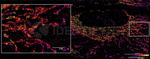 Mouse, IgG (H+L) SRM Secondary Antibody in Immunocytochemistry (ICC/IF)