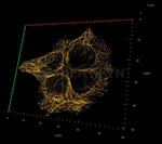 Mouse, IgG (H+L) SRM Secondary Antibody in Immunocytochemistry (ICC/IF)