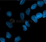 Mouse, IgG (H+L) SRM Secondary Antibody in Immunocytochemistry (ICC/IF)
