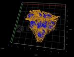 Mouse, IgG (H+L) SRM Secondary Antibody in Immunocytochemistry (ICC/IF)
