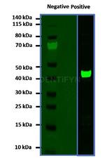 Mouse, IgG (H+L) SRM Secondary Antibody in Western Blot (WB)