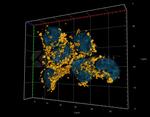 Rabbit IgG, (H+L) SRM Secondary Antibody in Immunocytochemistry (ICC/IF)