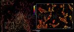 Rabbit IgG, (H+L) SRM Secondary Antibody in Immunocytochemistry (ICC/IF)