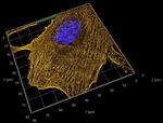 Rabbit IgG, (H+L) SRM Secondary Antibody in Immunocytochemistry (ICC/IF)