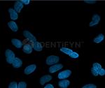 Rabbit IgG, (H+L) SRM Secondary Antibody in Immunocytochemistry (ICC/IF)