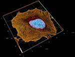 Rabbit IgG, (H+L) SRM Secondary Antibody in Immunocytochemistry (ICC/IF)